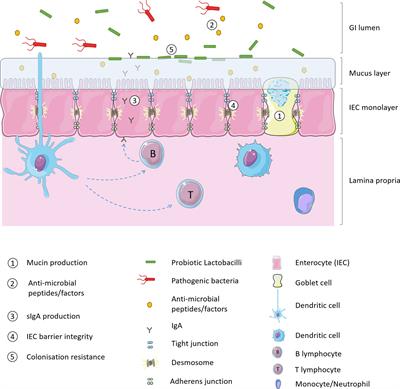 Lactobacillus spp. for Gastrointestinal Health: Current and Future Perspectives